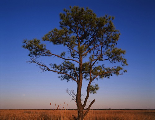 Lone Pine, Jakes Landing, Cape May County, NJ (MF).jpg